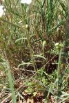 Iberis pinnata