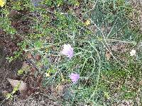 Catananche caerulea