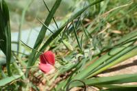 Lathyrus cicera