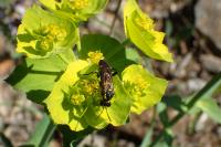 Euphorbia serrata