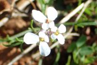 Iberis pinnata