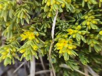 Thymelaea tinctoria