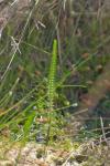Trocdaris verticillatum