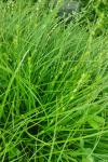 Carex