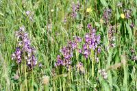 Anacamptis morio