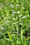 Cephalanthera longifolia