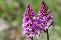 Anacamptis pyramidalis