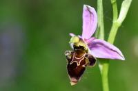 Ophrys scolopax
