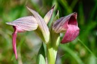 Serapias lingua