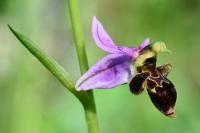 Ophrys scolopax
