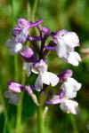Anacamptis morio