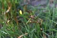 Cotula coronopifolia
