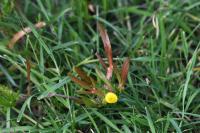Cotula coronopifolia