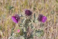 Carduus nutans subsp. nutans