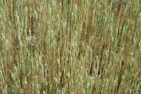 Triticum aestivum