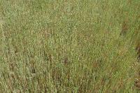 Triticum aestivum