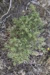 Cistus creticus