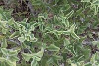 Cistus creticus
