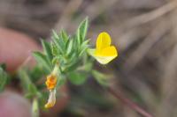 Lotus angustissimus