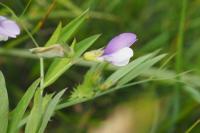 Vicia bithynica