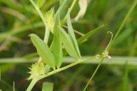 Vicia bithynica