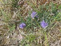 Carthamus mitissimus