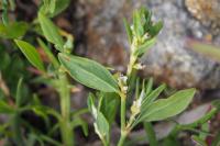 Polygonum aviculare