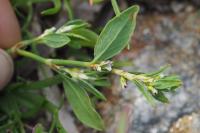 Polygonum aviculare