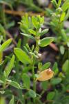 Polygonum aviculare