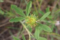 Trifolium squamosum