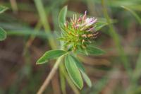 Trifolium squamosum