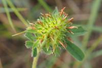 Trifolium squamosum