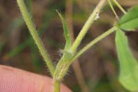 Trifolium squamosum