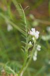 Ervilia hirsuta