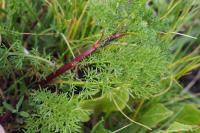 Tripleurospermum maritimum