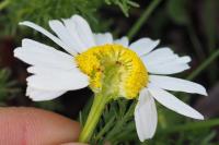 Tripleurospermum maritimum