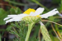 Tripleurospermum maritimum