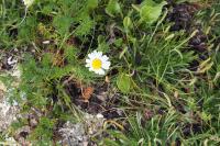 Tripleurospermum maritimum
