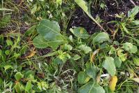 Beta vulgaris subsp. maritima