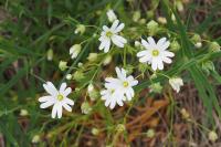 Rabelera holostea