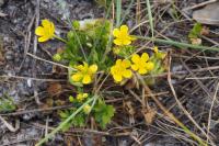 Ranunculus bulbosus