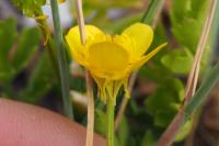 Ranunculus bulbosus