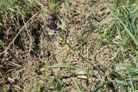 Muscari comosum
