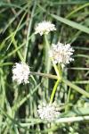Oenanthe globulosa