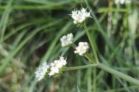 Oenanthe globulosa