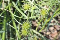 Oenanthe globulosa