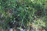 Oenanthe globulosa