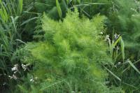 Foeniculum vulgare
