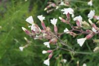 Silene latifolia