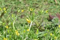 Ranunculus sceleratus